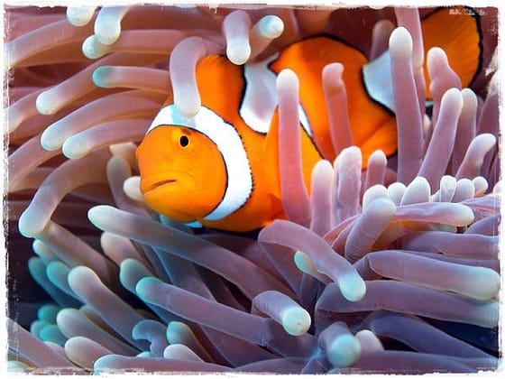 True Clown Fish (Nemo) - Great Barrier Reef