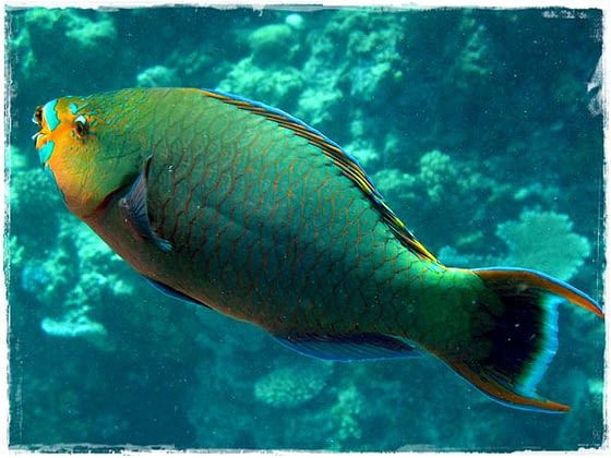 Parrot Fish - Great Barrier Reef