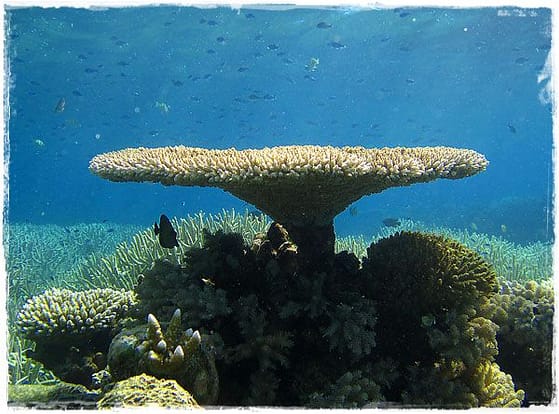 Coral Plume - Great Barrier Reef