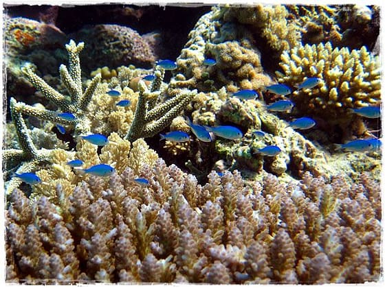 Little Blue Fish - Great Barrier Reef
