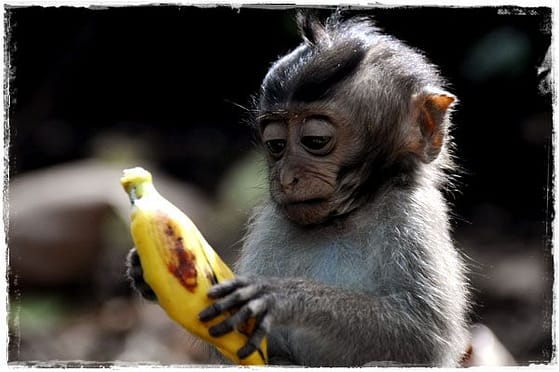 Baby Monkey Eating A Banana