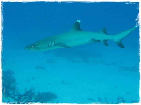 White Tip Reef Shark - Great Barrier Reef