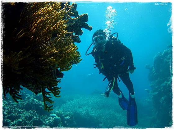 Manali Looking At Coral - Great Barrier Reef