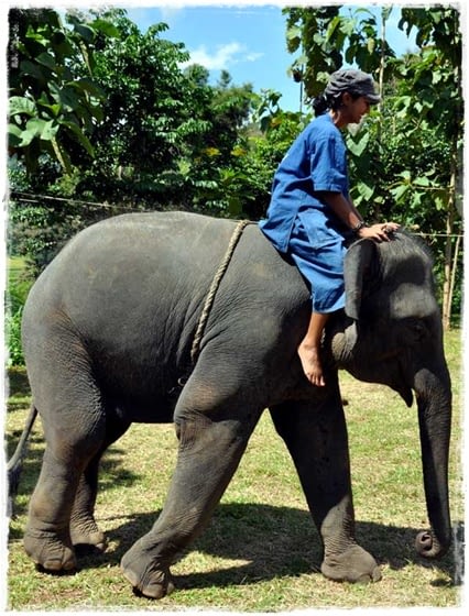 Manali Riding Baan Chang Elephant