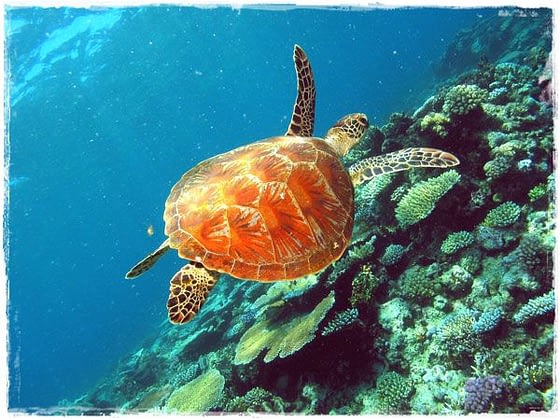 Sea Turtle - The Great Barrier Reef