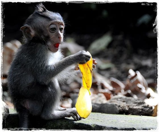 Monkey Reacting To His Finished Banana