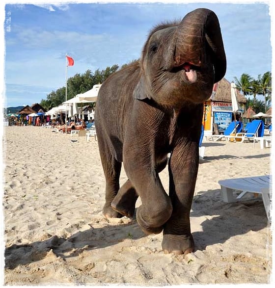 Lucky The Elephant - Phuket, Thailand