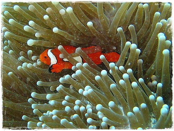 True Clown Fish (Nemo) - Great Barrier Reef